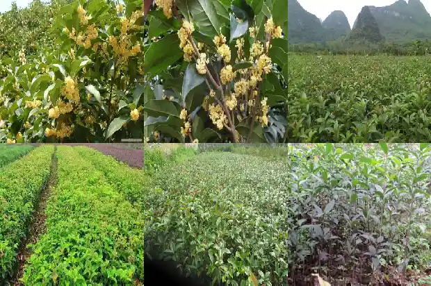 金桂和桂花树一样吗怎么养1686442774245