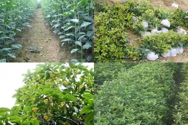 金桂花树怎么区分品种的1686442798612