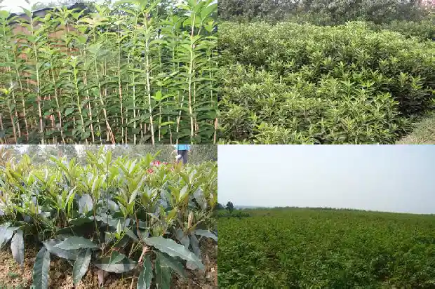 金桂花树怎么区分品种的1686442798707