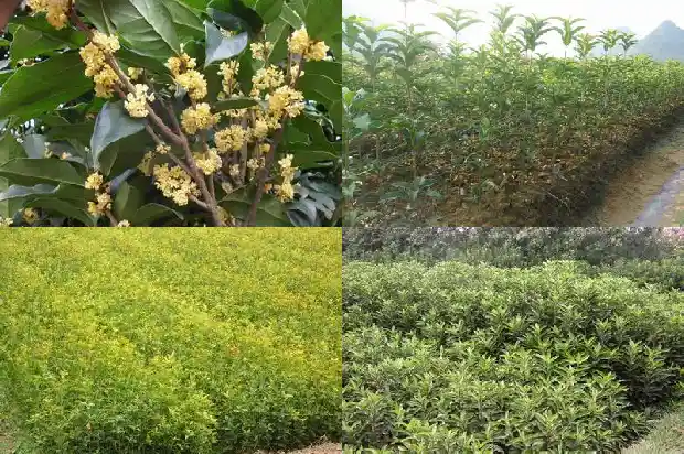 金桂花树怎么区分品种的1686442798754