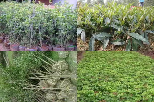 怎么识别金桂花树的真假1686442819062