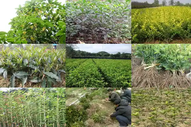 桂花树压枝的最好时间1688347041057
