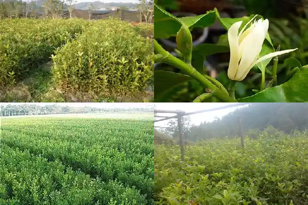 金桂花树是什么样子的树呢1686442841661