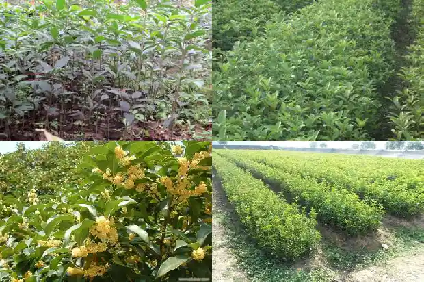 桂花开的说说 心情短语句子简短1688793150522