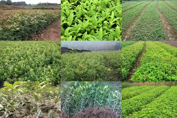 金桂桂花什么时候开花季节1686442902018
