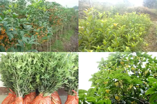 金桂桂花什么时候开花季节1686442902066