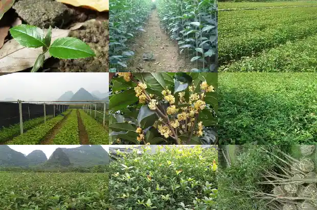 金桂花啥时候开花啊1686442916982