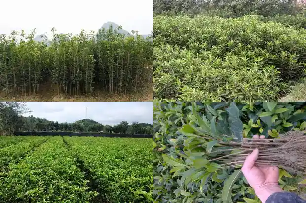 金桂花啥时候开花啊1686442917028