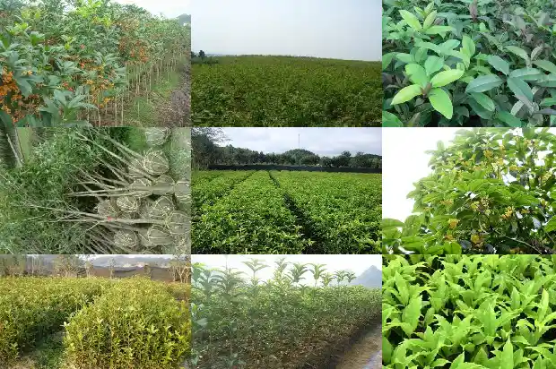 为什么八月桂花没开花呢1688862319558