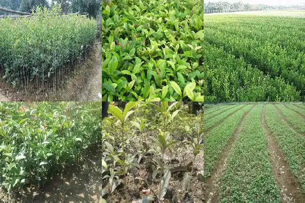 成都桂花树苗基地1690763371202