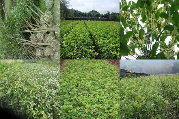 桂花红茶 功效1689467272642