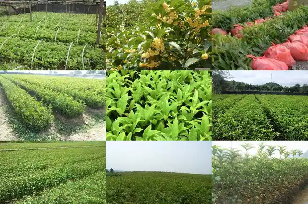 开什么花的桂花树最好1686442955984