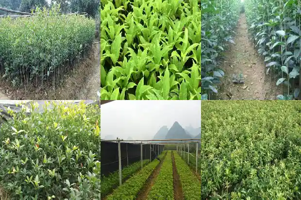 金桂花树开什么花好看又好养1686442973629