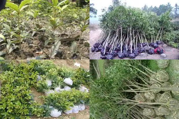 金桂花树开什么花好看又好养1686442973675