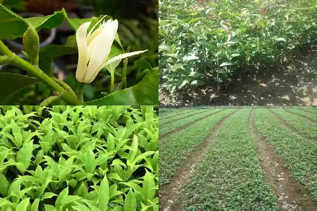 桂花树是金桂好还是丹桂好养1686443027912