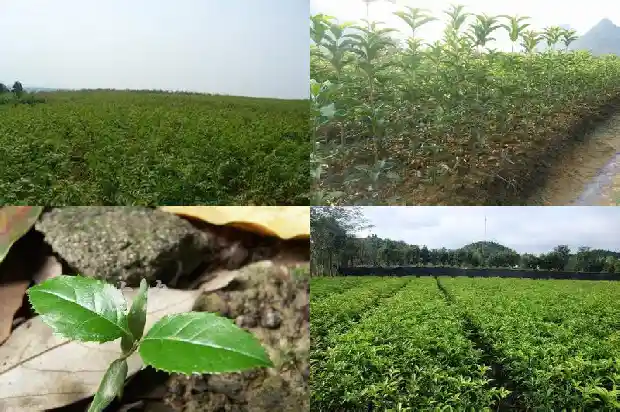 桂花树是金桂好还是丹桂好养1686443027960