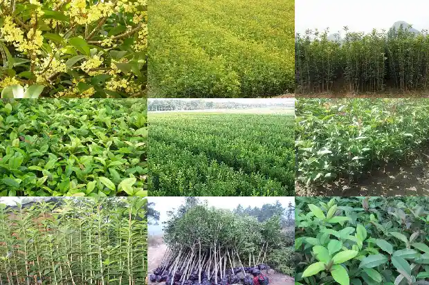 银桂花树好养吗1686443074154