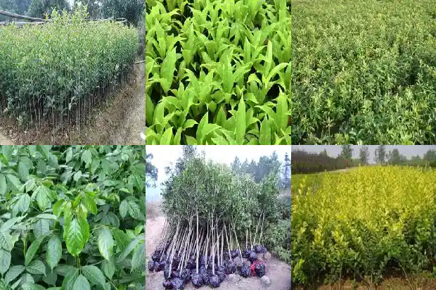 银桂花树好养吗1686443074201