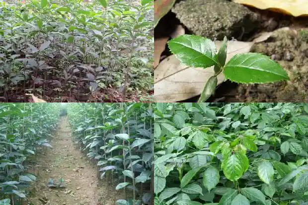 银桂花树好养吗1686443074296