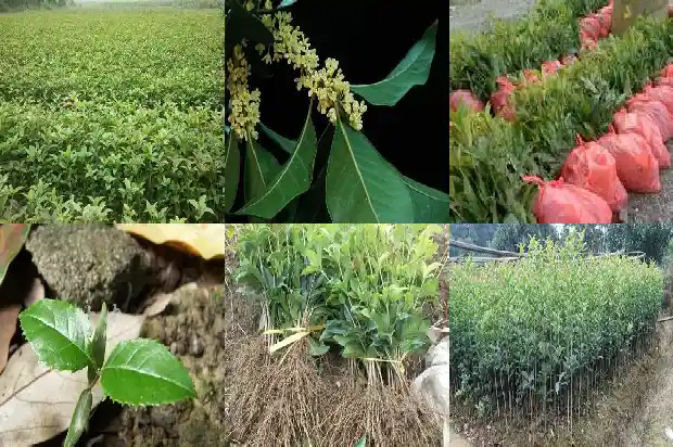 金桂花和银桂花哪个好养活1686443094028