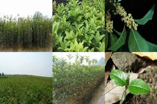 桂花树金桂与银桂的区别在哪里?1686443114285