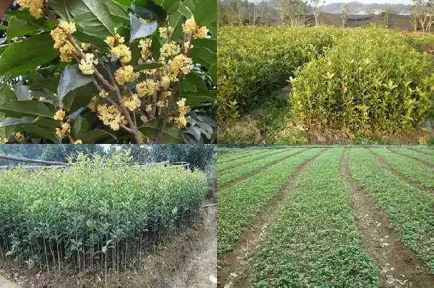 桂花树好还是银杏树好呢1686443132041