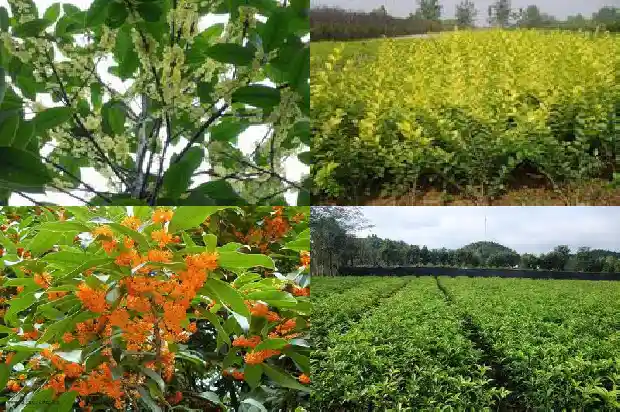 桂花树好还是银杏树好呢1686443132088