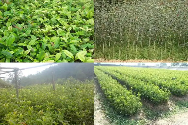 桂花树好还是银杏树好看1686443156792