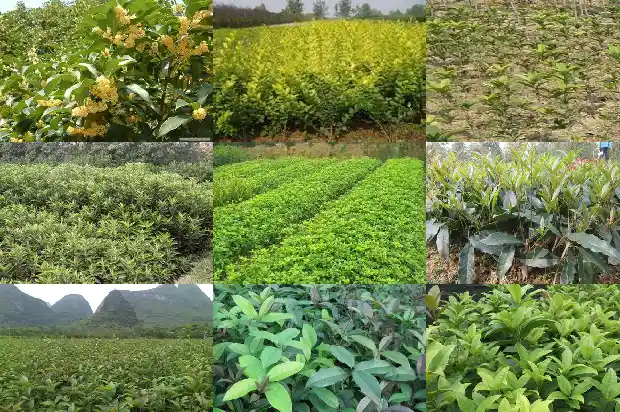桂花树如何挑选最好1686443205357