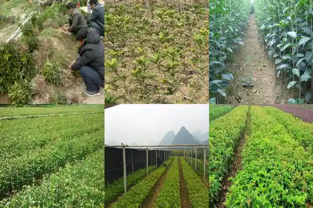 一颗桂花树的价格多少元钱1689837919059