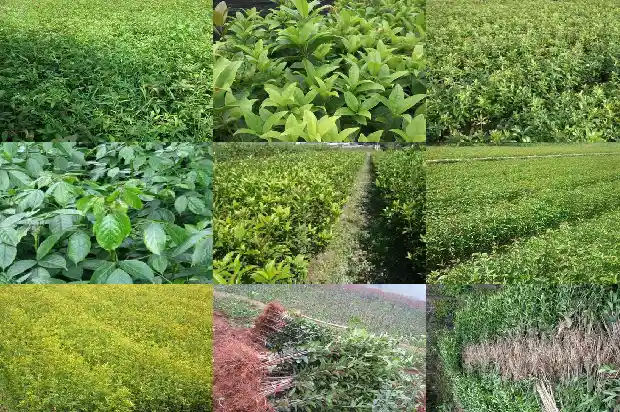 桂花品种有哪些?1690590275083