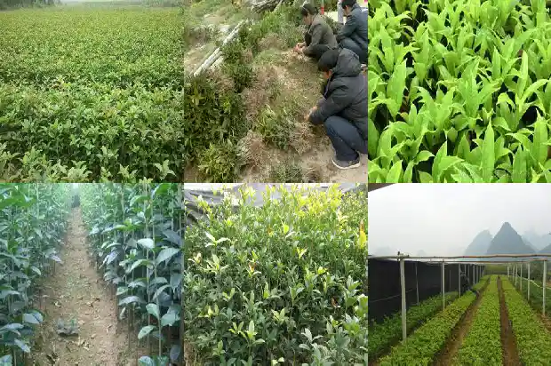 桂花可以用来做什么?1689381368098