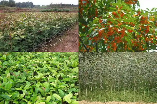 桂花树怎么挑好的枝条1686443270630