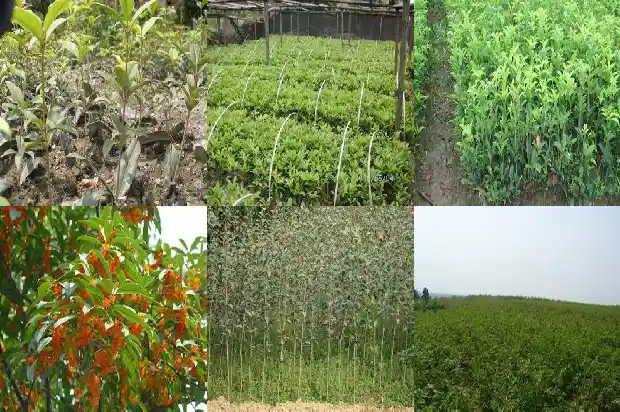 咸宁桂花树苗价格1690504796519