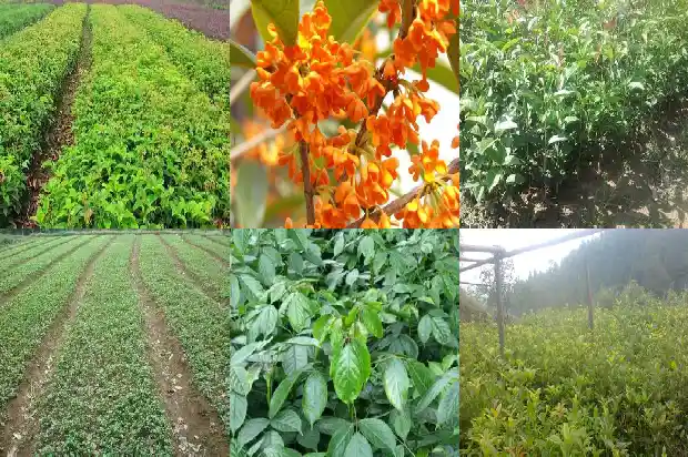 最好桂花树1686443290822