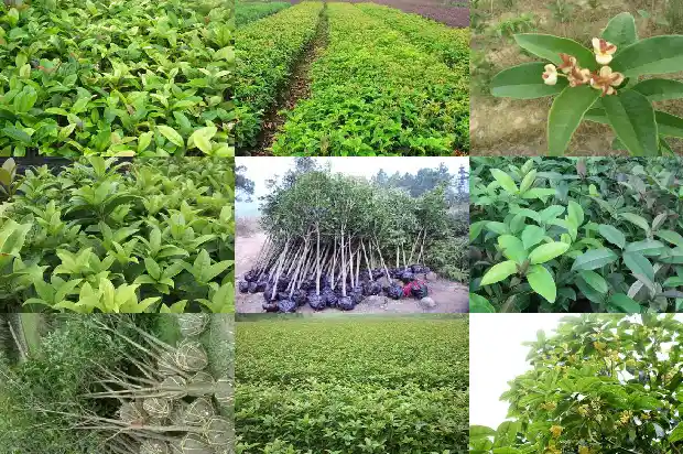 桂花树如何选择品种1686443313136