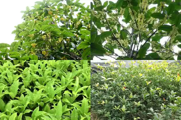 桂花树如何选择品种1686443313183