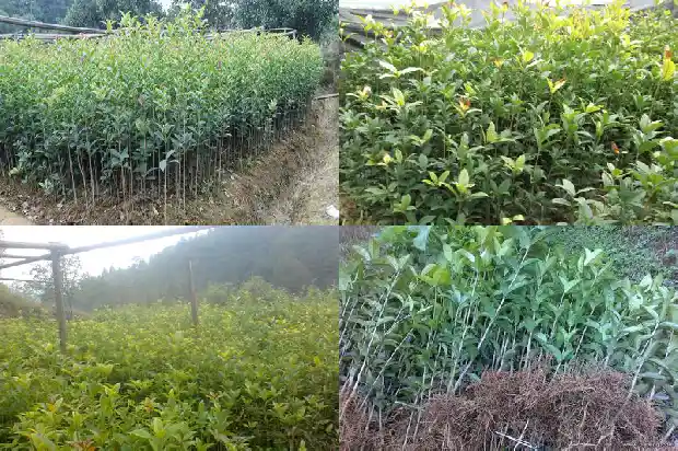 品相好的桂花树怎么养活1686443347738