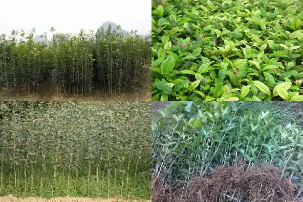 品相好的桂花树怎么养活1686443347786