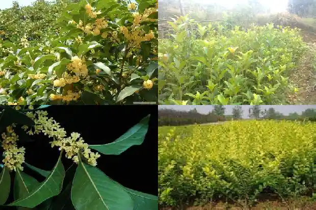 桂花树有什么样的品质1686443383040