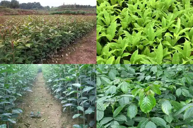 野桂花树可以嫁接八月桂吗1688948388967