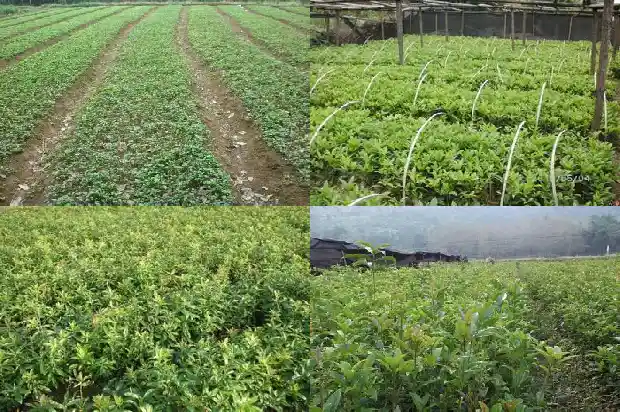 怎么样的桂花树值钱1686443402940
