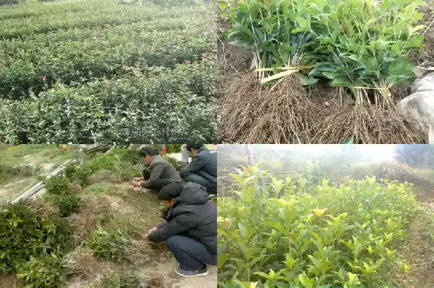 怎么样的桂花树值钱1686443402987
