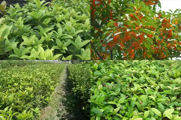 怎么样的桂花树值钱1686443403032