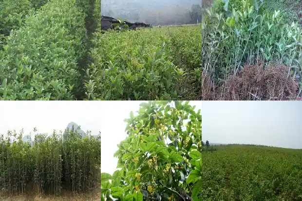 最香的桂花树是什么品种的1686443426727