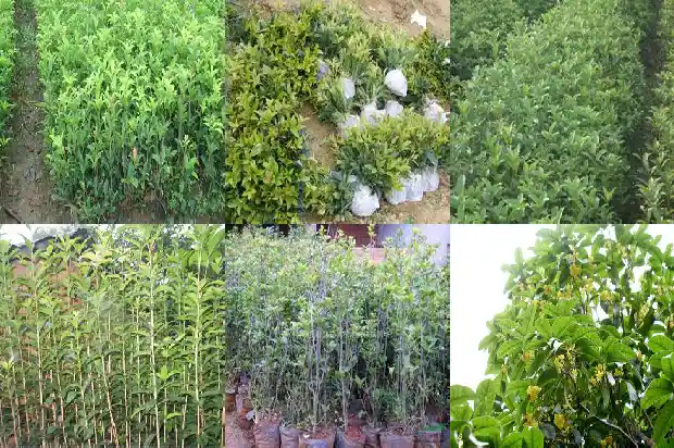 大门口能种桂花树吗好吗1690677385280