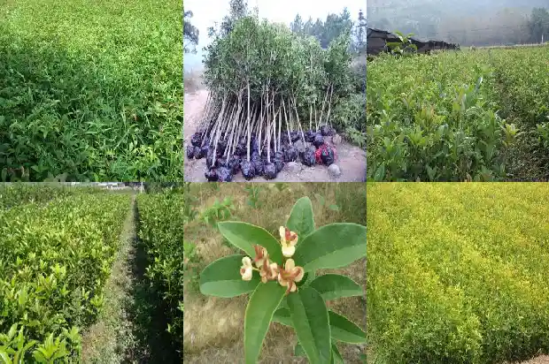 最香的桂花树冠是什么1686443444333