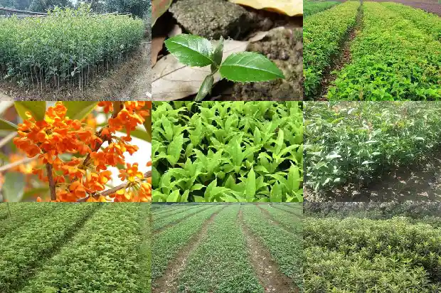 哪里的桂花树最便宜又好养活一些呢1688792601395