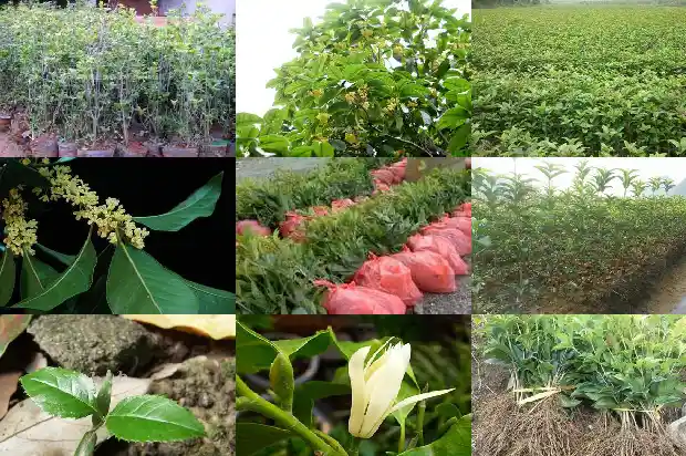 金桂花几月开1686443481159