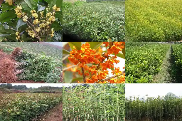 香喷喷的桂花树像什么比喻句1686443505047